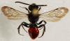 Nomada fabriciana